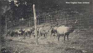 elk in WV